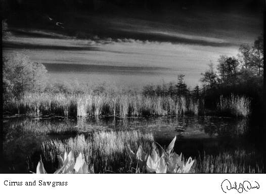 Cirrus and Sawgrass