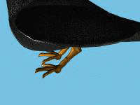 Infrared and sonar emitters/receivers