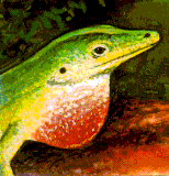 Everglades Information Network